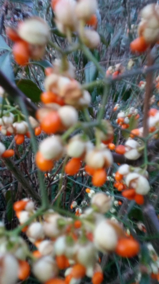 ট ইট র 吴晓科 吴晓科老师诗歌词赋颂冬天花园香 冬天花儿香 彩虹影山水 宇宙万能 欣天地 世界人民拍手曲