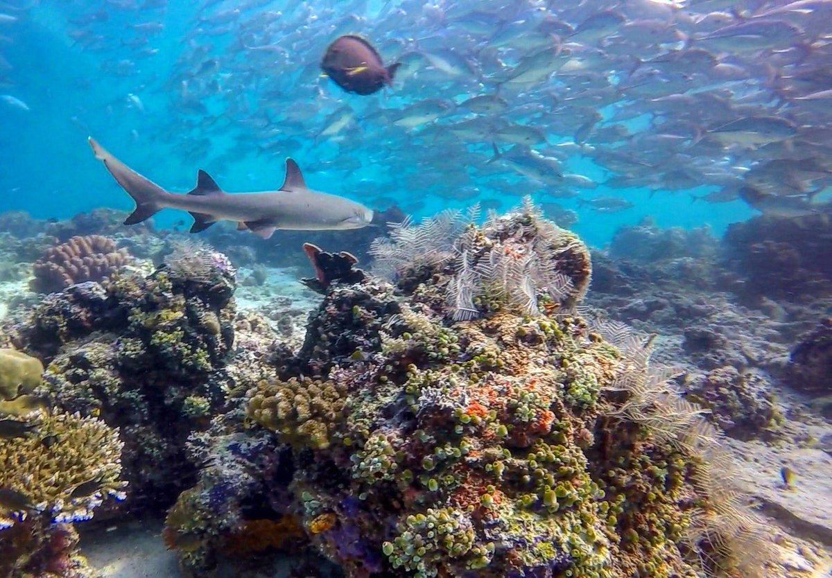 TabithaLipkin's tweet photo. Monday Vibes | βοΈπ¦π
#DiversLife #DiveMasterTabitha
#Mondays #SharkInTheWater #Naui @AquaLungDivers https://t.co/booaDMxCCG
