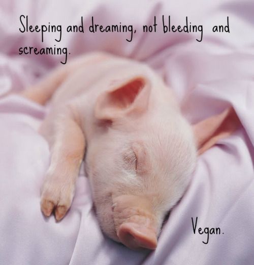 melistraub's tweet photo. #PeaceOnEarth Starts on your Plate #GoVegan
#Christmas
#HappyHolidays
#HappyHanukkah
#SantaTracker
#TheBestGiftIs
#ItsAWonderfulLife
#Vegan https://t.co/kIWp0Va2B1