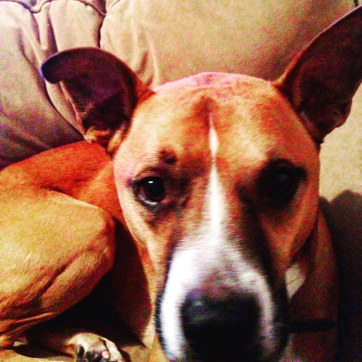 Bentley the dog #stillawesome