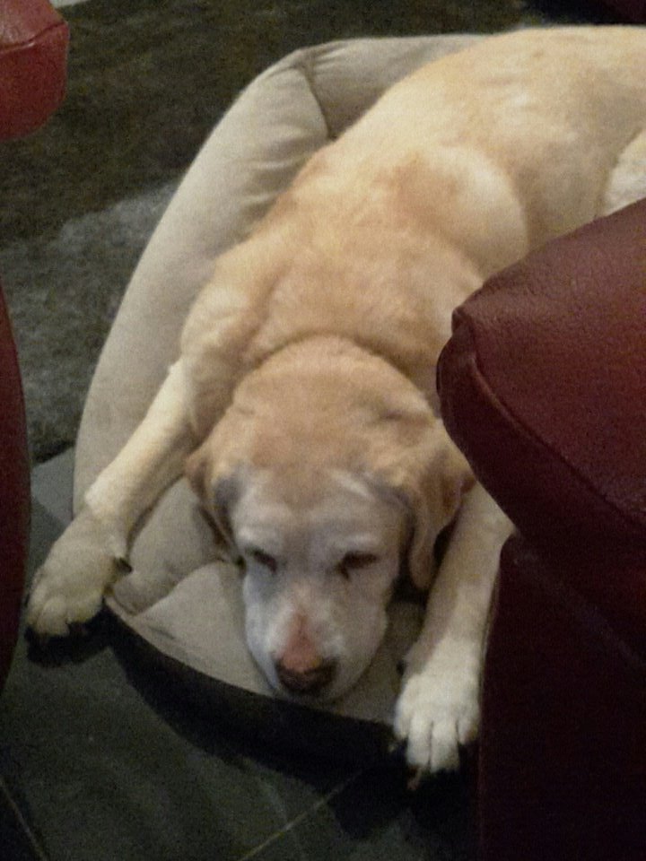 Sis is in trouble too! She's been sniffing around the pate!