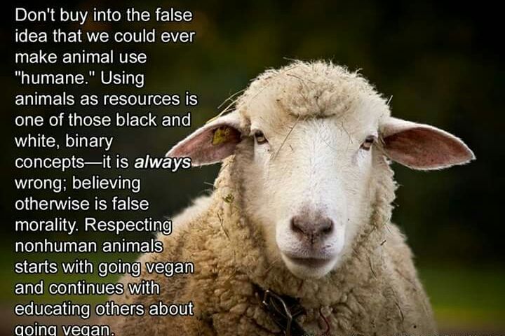 melistraub's tweet photo. #PeaceOnEarth Starts on your Plate #GoVegan
#Christmas
#HappyHolidays
#HappyHanukkah
#SantaTracker
#TheBestGiftIs
#ItsAWonderfulLife
#Vegan https://t.co/QfYI6T760x