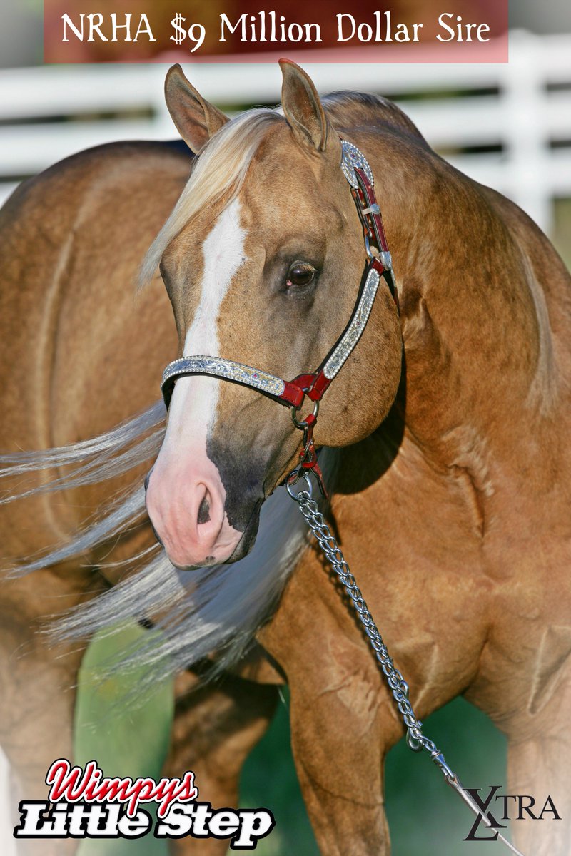SilverSpursOK's tweet photo. Our guy, #WimpysLittleStep is now a $9 Million Sire! We couldn't be prouder! https://t.co/gUQirSvZu8