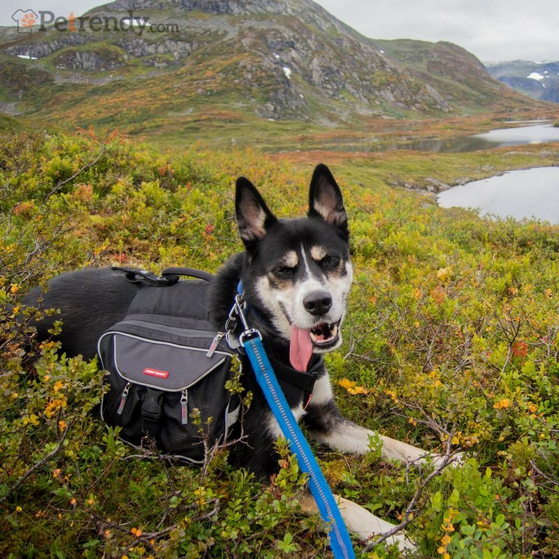 Take a walk on the wildside with <a href="/petrendy/">Petrendy</a> 
ow.ly/R0NR3076TBv