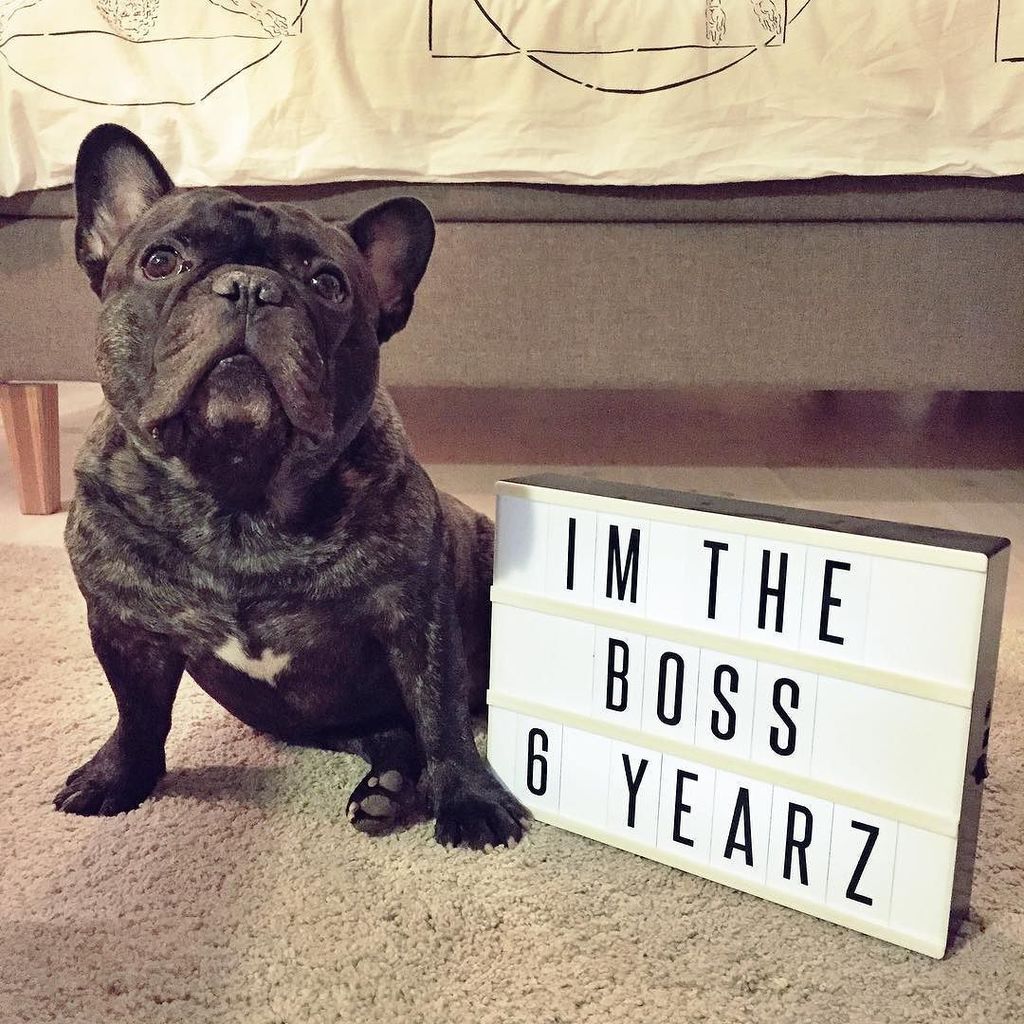 Bossthefrenchbu's tweet photo. If I could throw a party - you would all be invited π―ββοΈ happy b-day to me #bdayboss #frenchiebirthday #6yearsold #β¦ https://t.co/J2ieU99Zju
