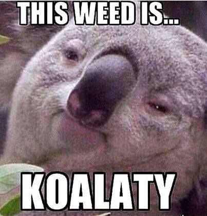 Green Sky Collective tweet media