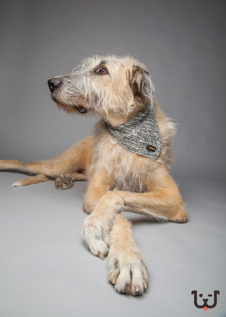 rawcorawfood's tweet photo. Ending the last month of 2016 in style 😎
#rawco #hound #houndcollection #irishwolfhound #wolfie #houndscarf #torontomade #handmadeotoronto https://t.co/Kg1HrThaIh