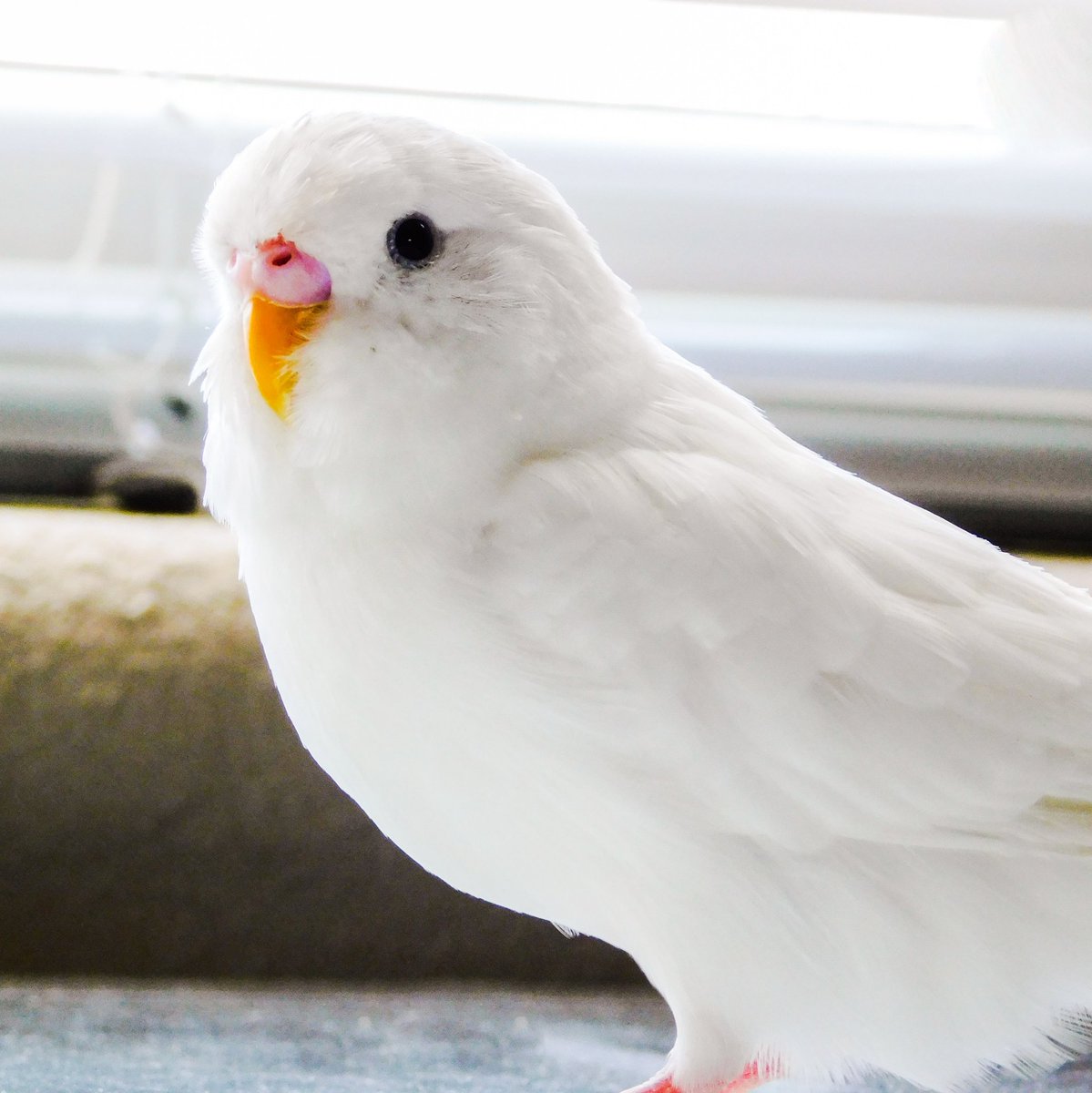 Chica101_3's tweet photo. Trying out my new camera. #liltweetybird #cute #coolplix https://t.co/9pyUsV0Wze