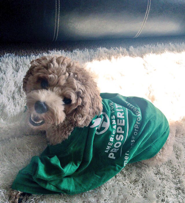 AFPhq's tweet photo. Economic freedom is great for pets too! These #AFPets joined in the activist fun during our #DayofAction events this year! https://t.co/4OLT7kSf0n