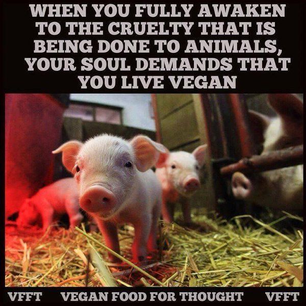 melistraub's tweet photo. #PeaceOnEarth Starts on your Plate #GoVegan
#Christmas
#HappyHolidays
#HappyHanukkah
#SantaTracker
#TheBestGiftIs
#ItsAWonderfulLife
#Vegan https://t.co/vOlm1F2qhZ