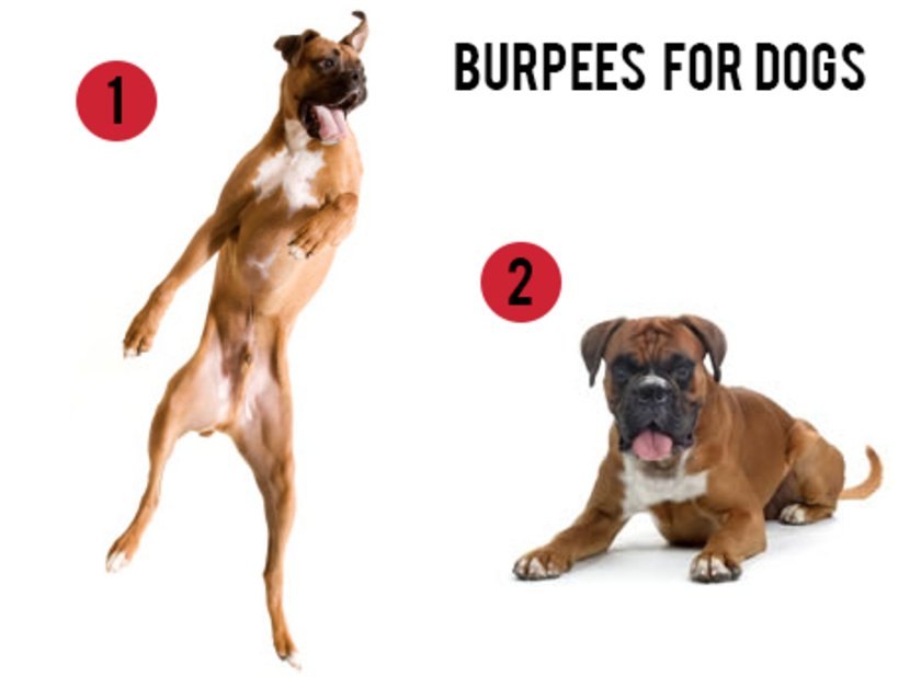 #BURPEEinto2017 #Day6
So einfach, dass selbst dein Hund es kann! ;)
#Aroo!!