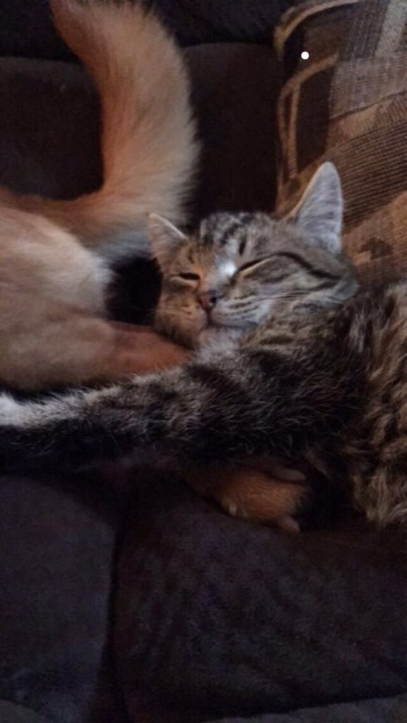 UpdatingMota's tweet photo. @SabrinaAnnLynn i got a kitten for christmas isn't she cute https://t.co/QRgKOxKN8v