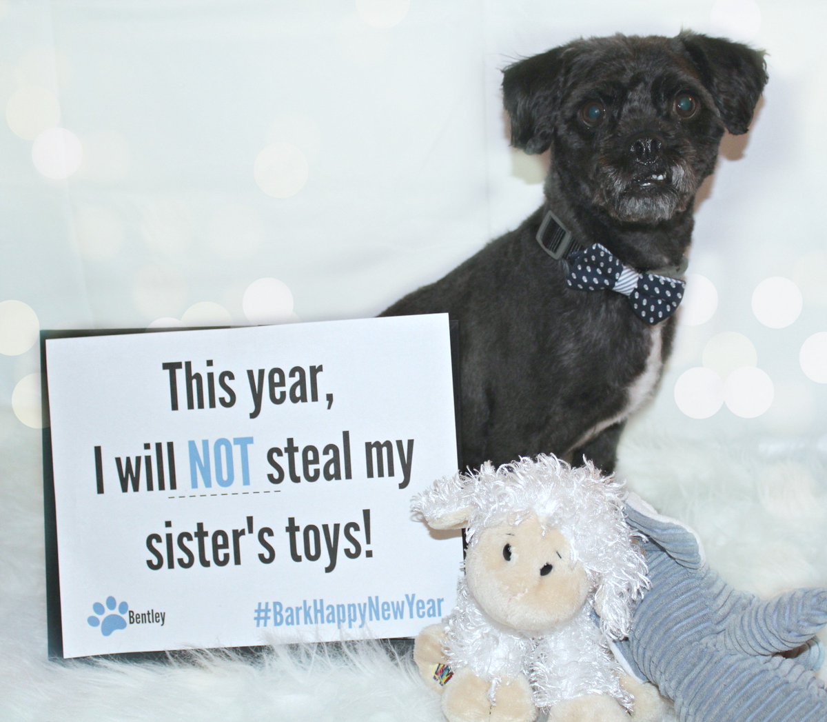 HelloTherePR's tweet image. Love this fun social media campaign by BarkHappy. What New Year&apos;s resolutions are your furry friends making? #NewYearsBarkHappy #Dogs
