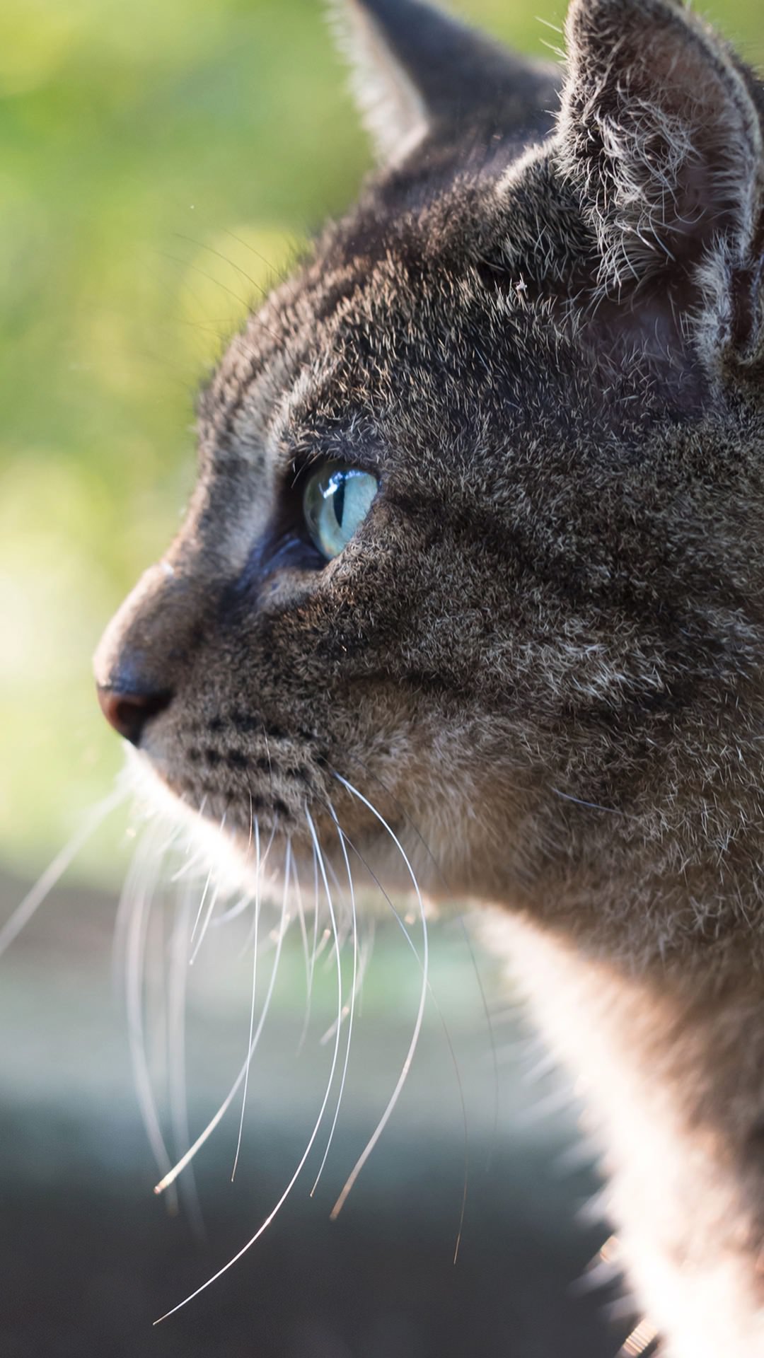 猫派の縦画 待ち受け画像 1080x19pixel Iphone7 Plus対応 猫の待ち受け画像 猫の画像 猫画像 猫 ねこ ネコ 待ち受け 待受 Iphone7 Iphone7plus Rtお願いします T Co Psbkwhvo08 Twitter