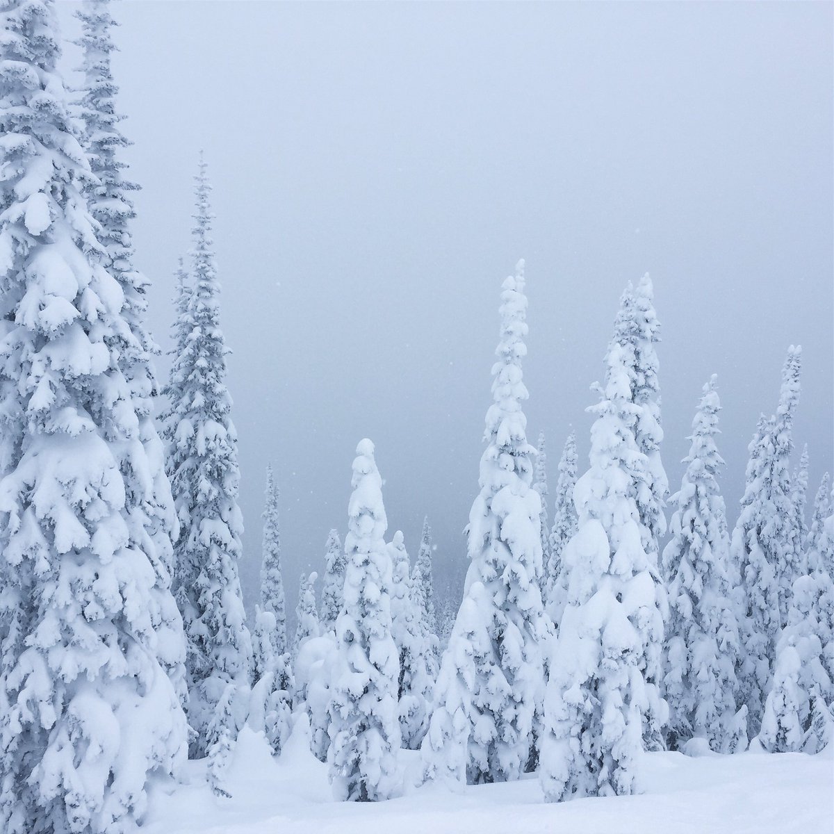tcdixon3's tweet photo. Thank you @SkiWhitefish, it's been a slice! #SkiWhitefish #RideTheFish #snowboarding #MontanaMoment #Whitefish #Montana #SnowGhosts #winter https://t.co/F3v2f8qF8k