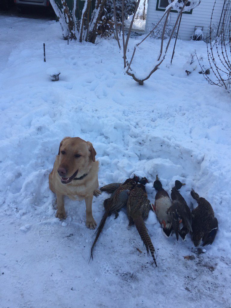 CoacGraham's tweet photo. Good day with the pup https://t.co/vFGxpnxryF