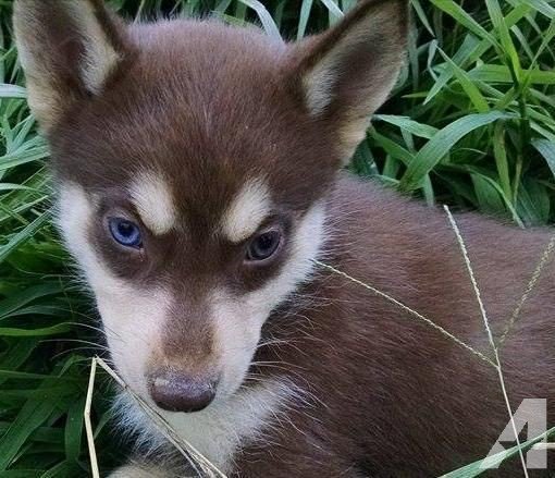 To: @PrinceDorkable 
From: Your Mermaid

Because it is as adorable as you are, and to thank you for reminding me of the good in humanity