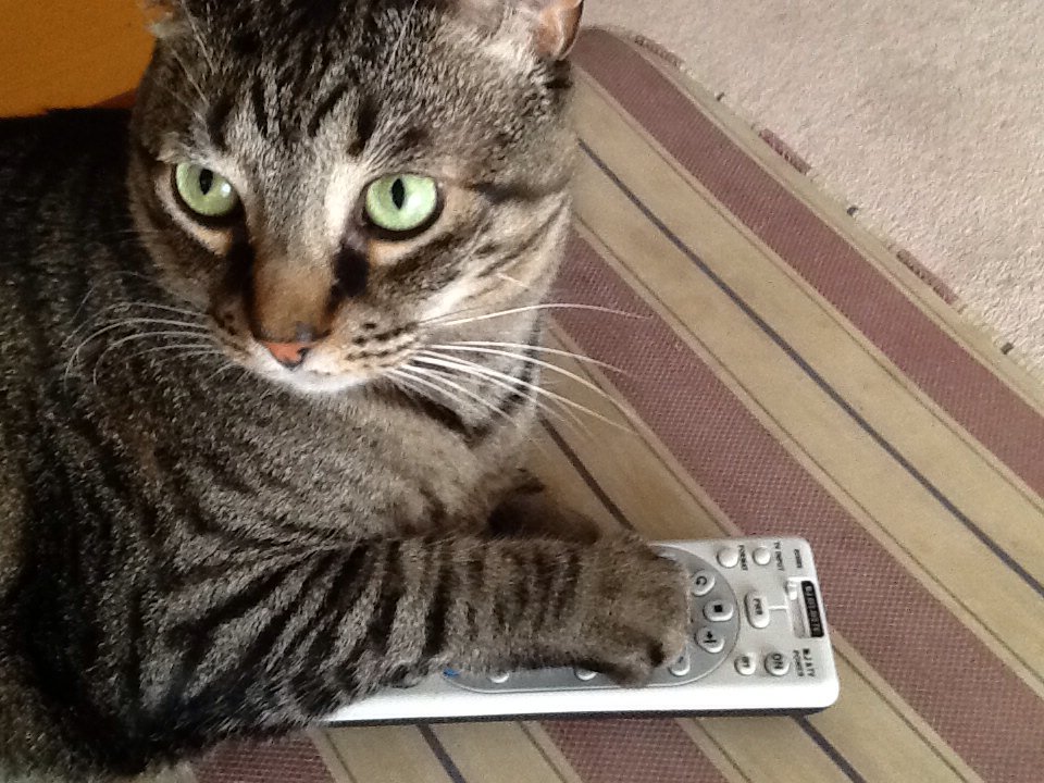 HugWraps's tweet photo. When the channel changes unexpectedly...& the cat looks the other way @TheEllenShow #HugWrapsOnEllen https://t.co/Pfh834IGvJ