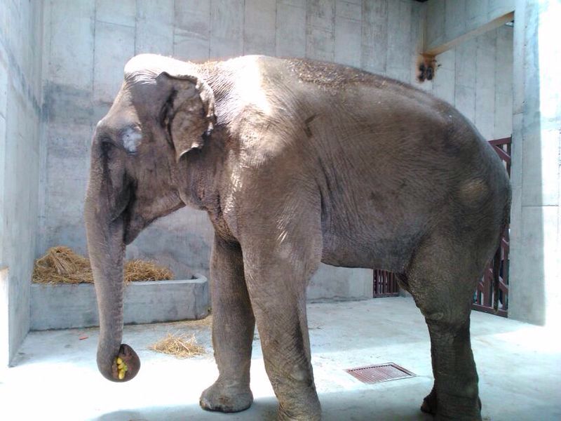 milenio_edomex's tweet photo. Muere elefante asiático #Bernny en #Ecatepec https://t.co/qK4CeqeNlv
#MunicipiosEdomex https://t.co/HyWdzYiL8O
