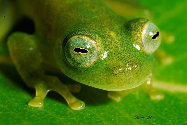 savethefrogs's tweet photo. Like if you love frogs! Repost @vitorsb01 ・・・ Vitreorana eurygnatha 2015 #savethefrogs #nikon #nikond200 #kf_macro #macro #top_macro #bahia https://t.co/6FQODbx7OU