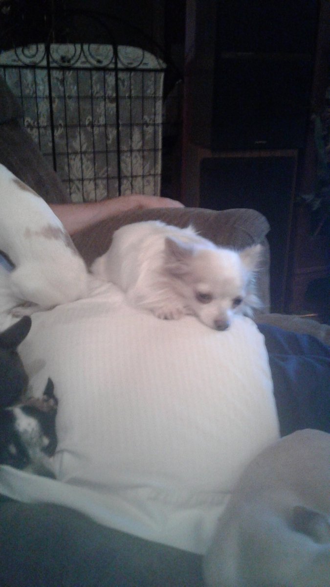 alias_beth's tweet image. Harley