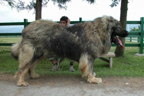 書肆ゲンシシャ 幻視者の集い No Twitter コーカシアン シェパード ドッグ Caucasian Shepherd ロシアのコーカサス地方原産の犬 最小の体重でも50kgある巨大な犬です 耳を切り取る伝統がありますが 現在では残酷な行為だと考えられています 書肆