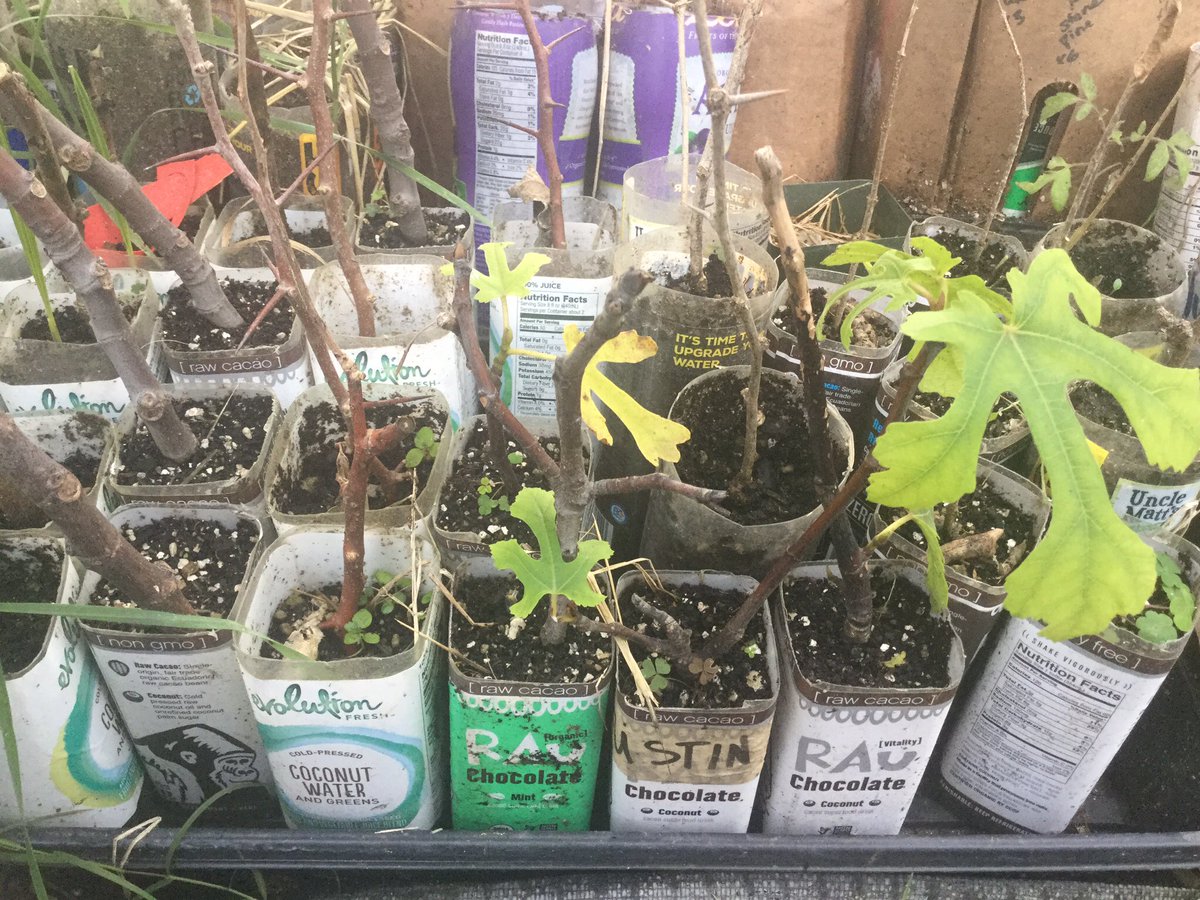 DrylandWFS's tweet photo. #ficuscarica cuttings will be used for #brushlayering eroded waterways. Rooted in recycled drinks for #plasticsequestration #LeadOnClimate https://t.co/NAbi1mGeR6
