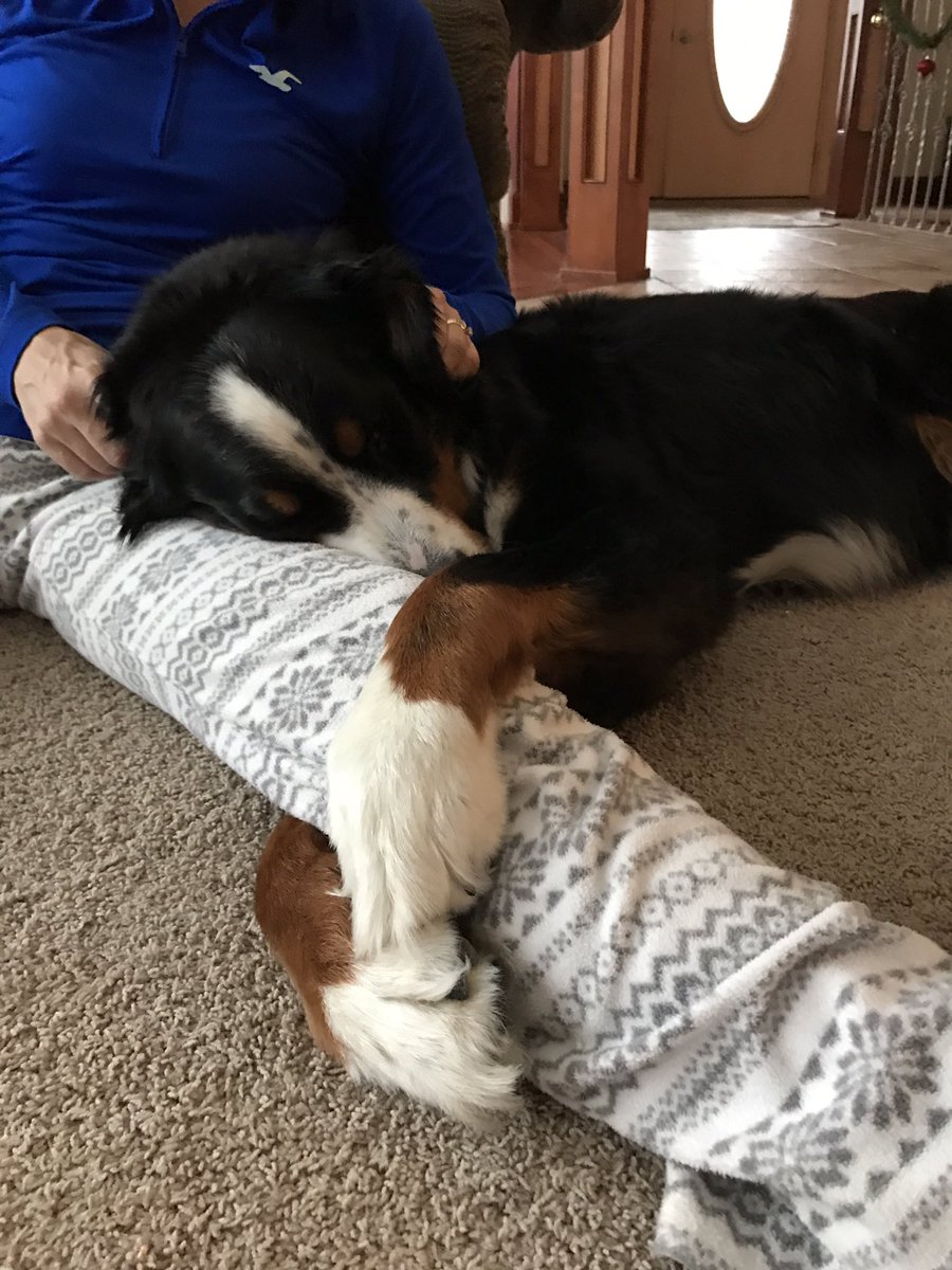 DogMyOnThings's tweet photo. Merry Christmas from my pets to yours https://t.co/sanZQlWw1s