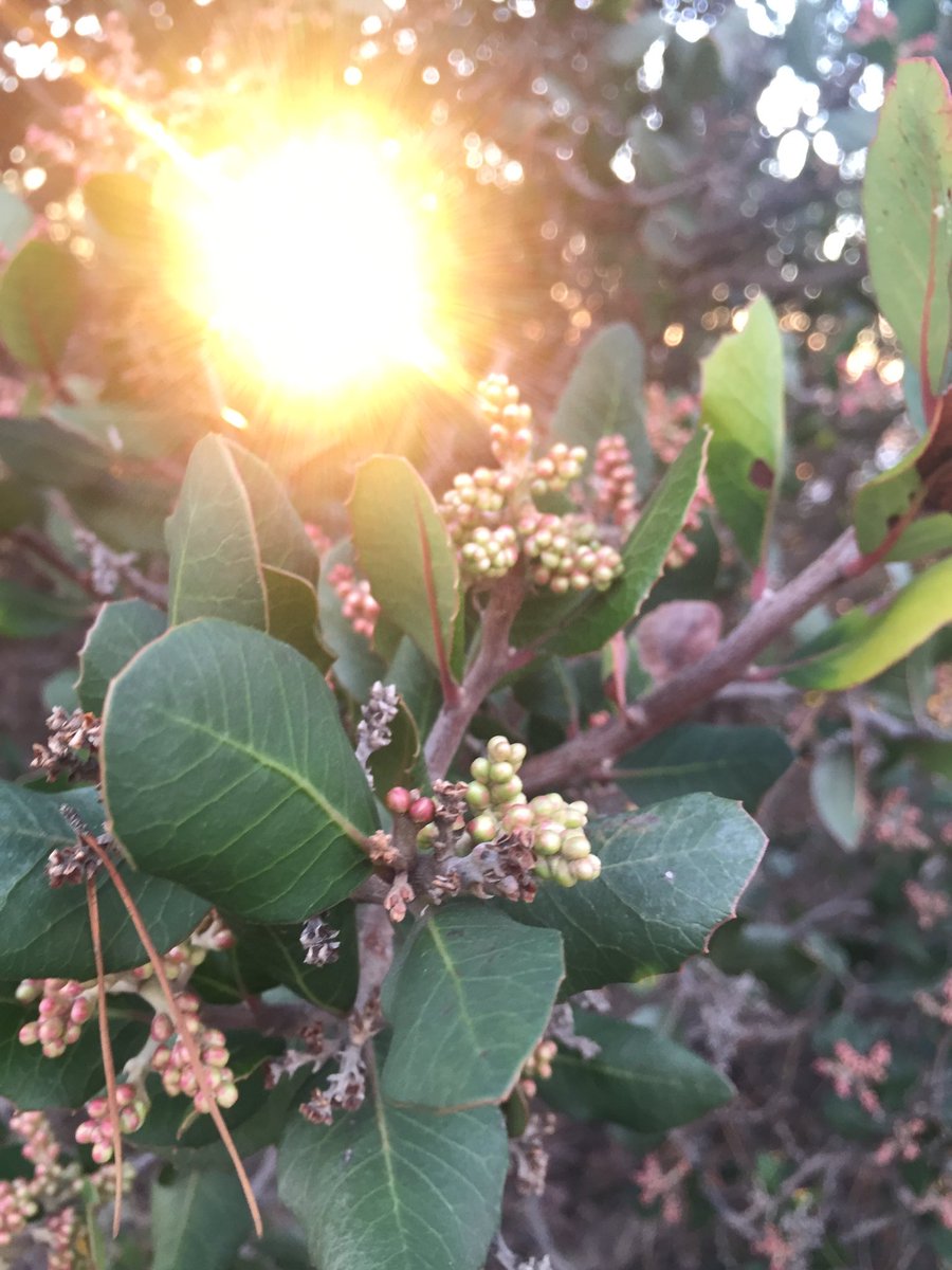 Grow Your Greens (TheNewGrow) Twitter