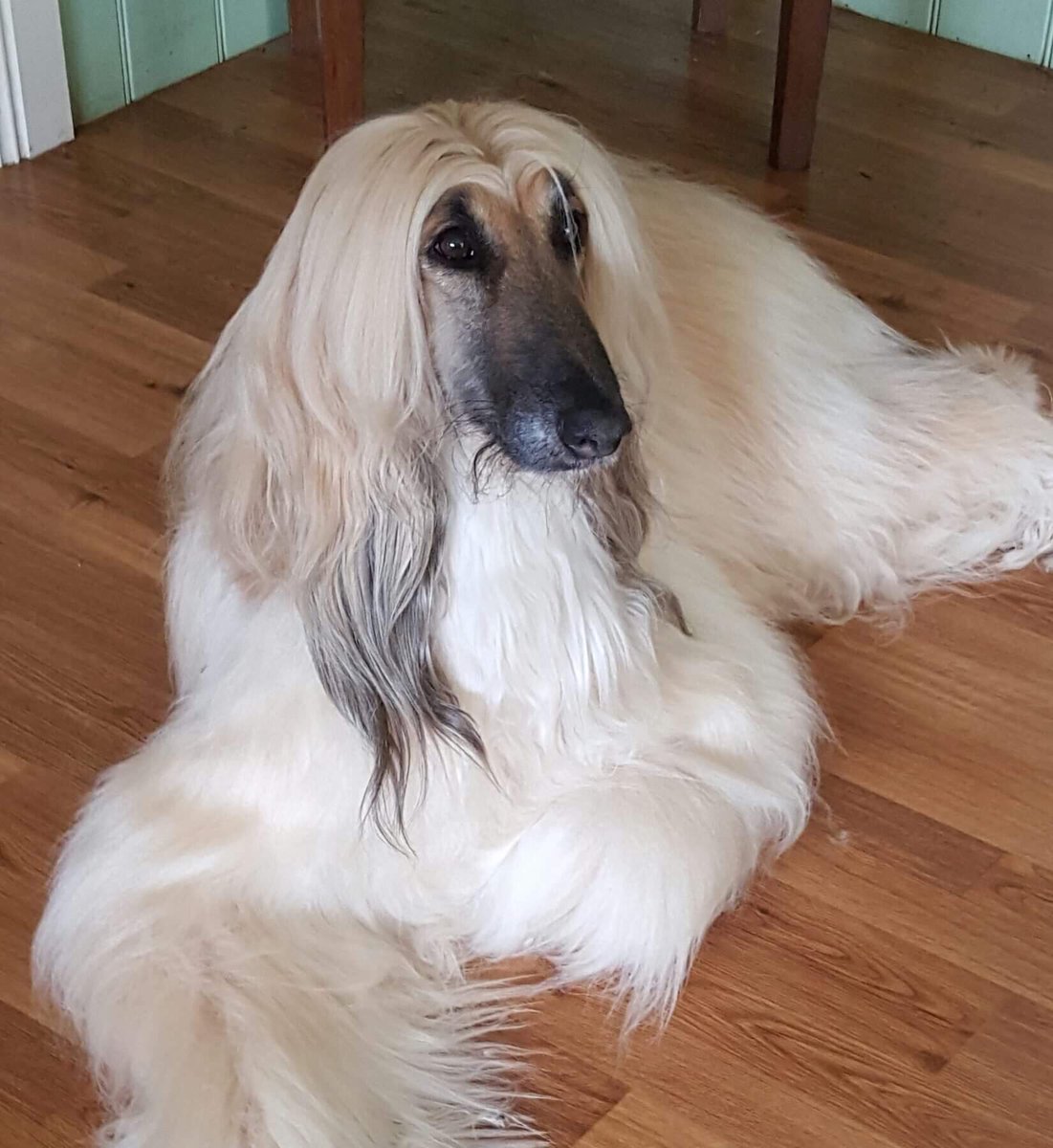PeterHennig7's tweet photo. Your bill.@JaalaPulford will extinguish this magnificent breed #makeitaboutwelfare #scrapthebill work with .@dogsvic https://t.co/R3r1YgiAE5