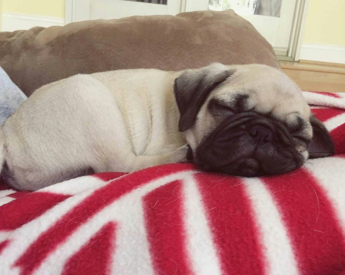 Relacionable's tweet image. *Se duerme*