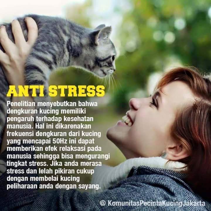 Anu_fams's tweet photo. Kalo kalian punya kucing. Gua yakin bgt kalian berasa terhibur sehabis main sama kucing kalian 😻 

-cyel https://t.co/6z4DpMqdVO