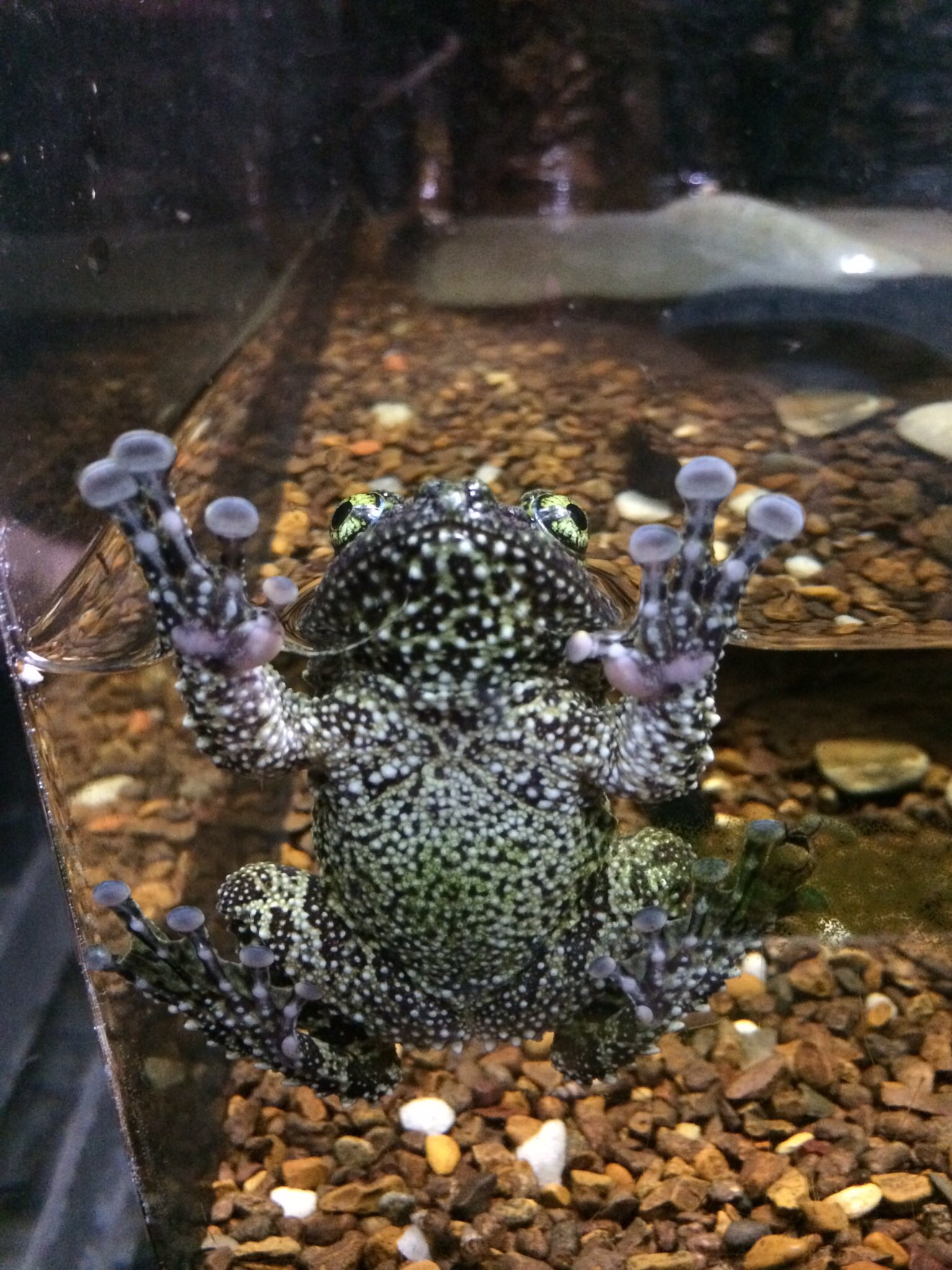 Celia この角度でカエルを見ることってあまり無い気がして思わずパチリ テネシー水族館にて T Co V8pjkgapby Twitter