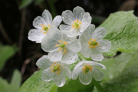 朝露の水分を吸うと、花びらが透明になる美しい花。山荷葉（サンカヨウ）