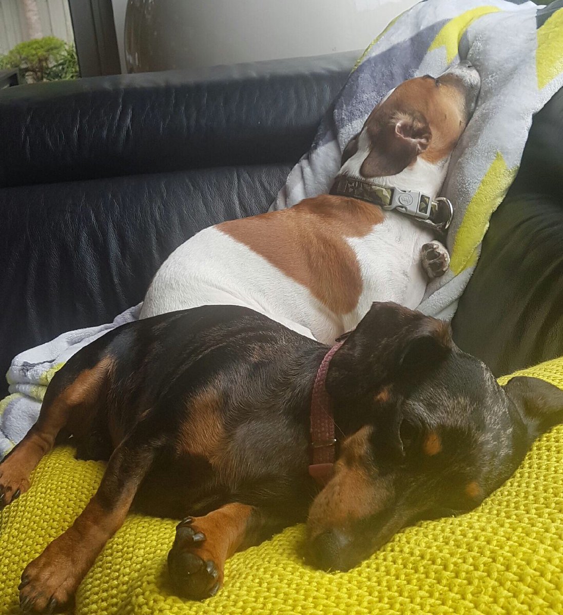 smjohns1's tweet photo. Christmas is exhausting! @DachshundAu https://t.co/XIqrjRv1G7