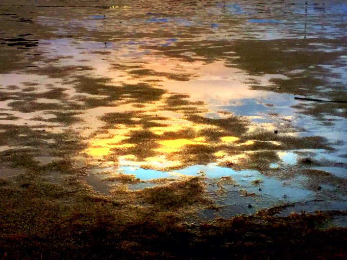 水たまりのtwitterイラスト検索結果 古い順