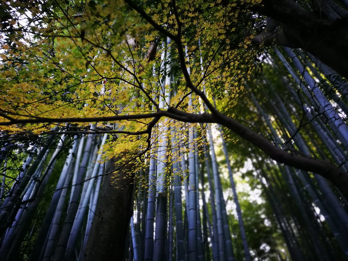 bexrey's tweet photo. I 💚 #Japan https://t.co/5RH5sqNfKe