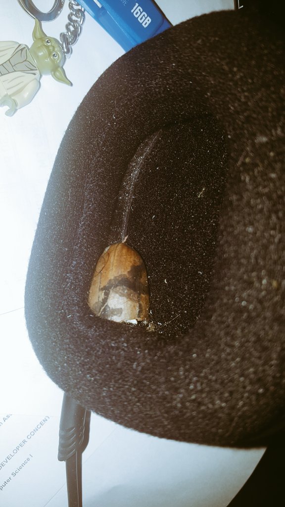 riggnaros's tweet photo. Soooo i take my headset off and look down to find a half eaten pecan shoved inside. No wonder it felt weird all day.... #JustSquirrelThings https://t.co/b7DfUG3dcI