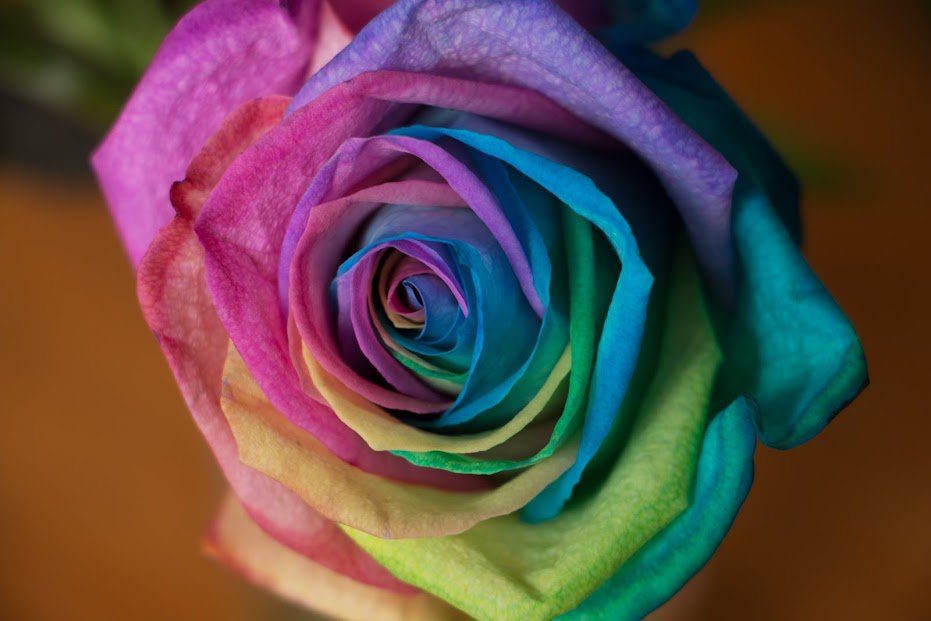 Roses de Noël : bouquet de documentaires radio à 17h sur #franceculture dans la série documentaire de @PKervranFC
goo.gl/EzwFI5