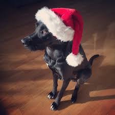 Clean_Leeds's tweet photo. #Leeds Dog Warden Service #Christmas opening times https://t.co/7DgO3LXUy6 For dogs lost or found Out of Hours call 07710232372 #Clean_Leeds https://t.co/8pb7lRr8IL
