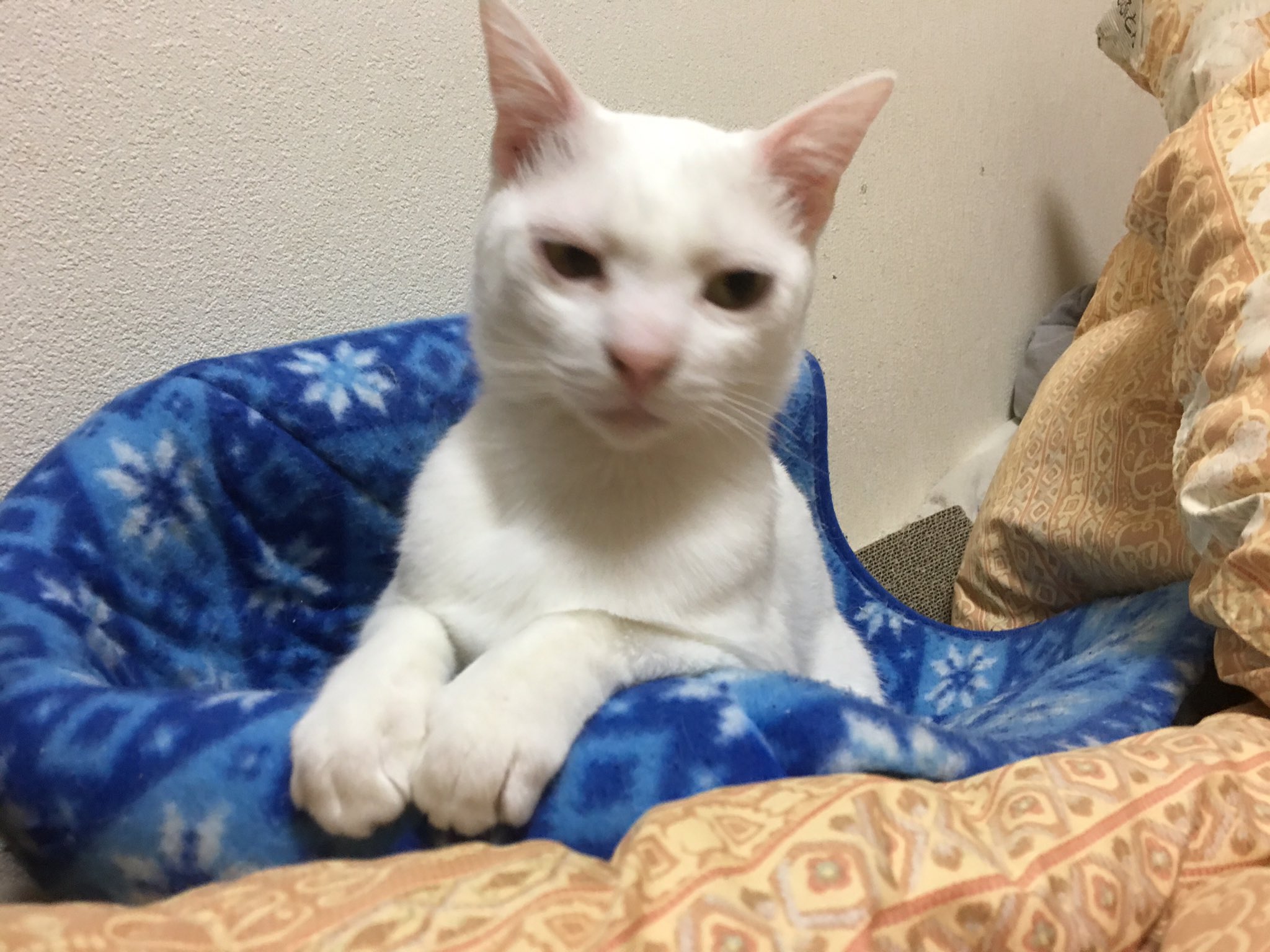 ねこかます 猫が家にいるようになってからは予告なしの忘年会に行かなくなった また麿白がハンガーストライキしてしまうから致し方ない