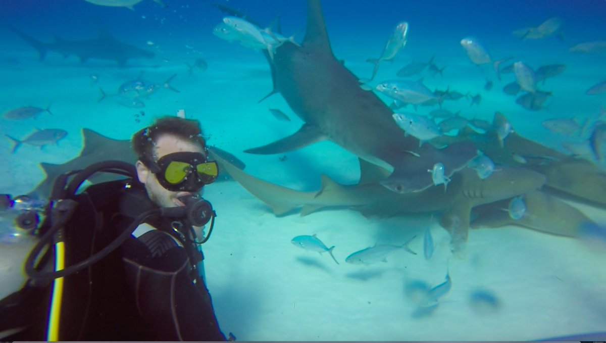 5050_Diving's tweet photo. Playing with hammerheads! :) #scuba #scubadiving #hammerhead #GoPro #explore #ExplorersWanted #travel https://t.co/fxgx1Gp4AK