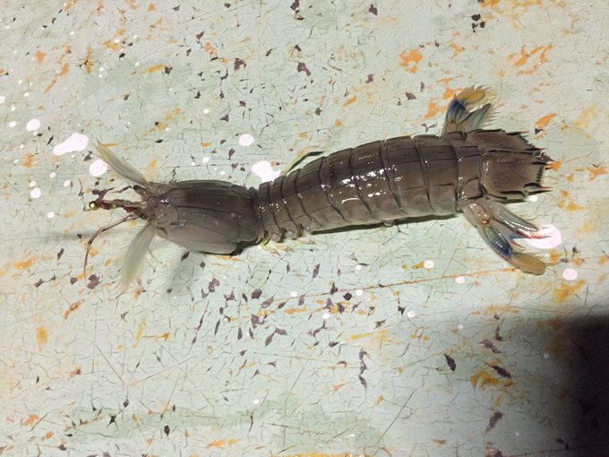 シャコの特徴 見分け方 写真から探せる魚図鑑