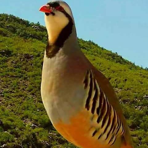 BahattF tweet picture