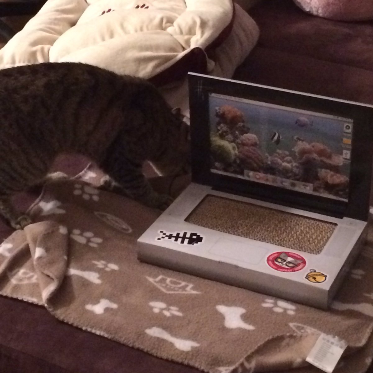 Bambi4R's tweet photo. Best gift for our cats #cat #pets #catlaptop #lol https://t.co/gvdsxXj2Qb