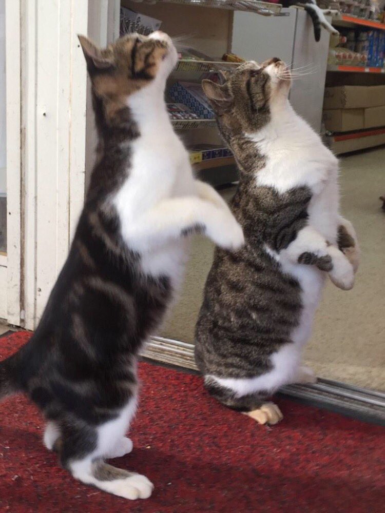 nekosanpo_xxx's tweet image. ねこチンチン