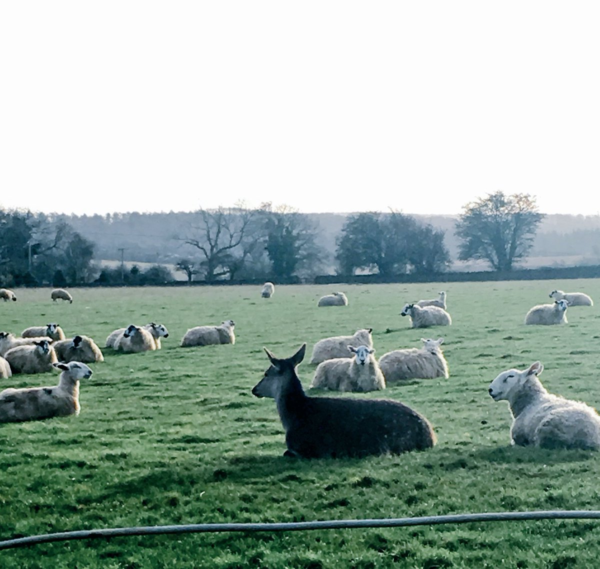 We're open today! Been to get the potatoes from Peters Farm by Broadway Tower- Always stop to give the Deer that thinks he's a sheep a wave!