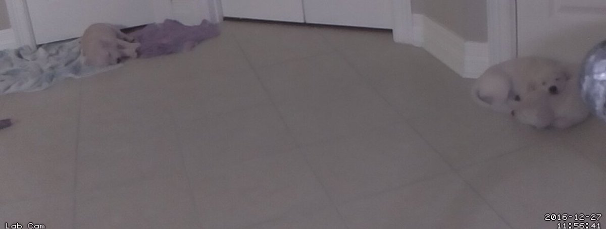 RichP's tweet image. Puppy Cam provide by @Raspberry_Pi and #MotionEyeOS #puppies