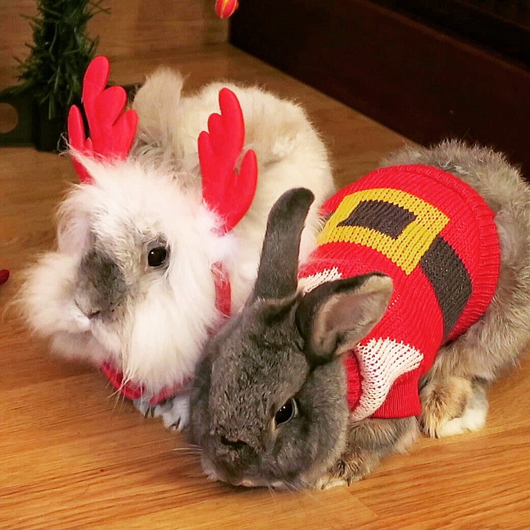 Resultado de imagen de pequeños orejones