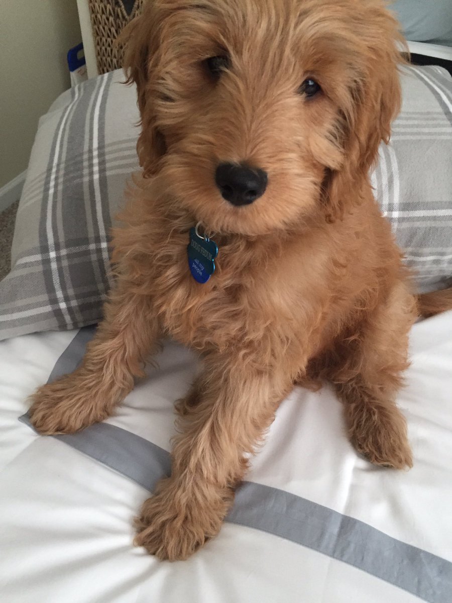 Doug is absolutely loving Mom and Dad's <a href="/BollAndBranch/">Boll & Branch</a> Christmas bedding!